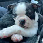 Sonny☀️Becker - @sonnythebostie - Instagram