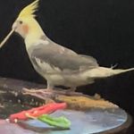 Mr. Sonny - @_sonnybird_ - Instagram