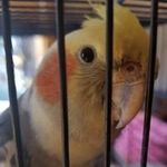 Sonny Bird The Cockatiel - @sonnybirdthecockatiel - Instagram