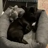 Sonny - @sonnybrucethefrenchie - TikTok