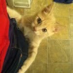 Sonny Calhoun - @sonnythekitty - Instagram