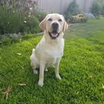 Sonny Carroll - @sonny.side.pup - Instagram