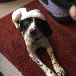 Sonny Carter - @walkies_larking - Instagram