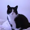 SONNY EN ADOPCIÓN - @sonnycats - TikTok