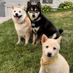 Sonny, Cloudy, Snowy 🧡🖤🤍 - @sonny.cloudy.snowy - Instagram