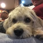Shaggy Sonny Colón - @shaggyfromhavana - Instagram
