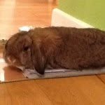 I Am The Ginger Rabbit - @sonnycox_ - Instagram