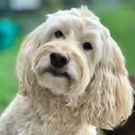 💛SONNY💛 ▪️cocker spaniel poodle cross▪️ - @sonnybunnyspoodle - Instagram
