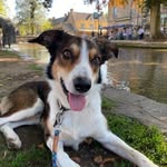 @sonny_collie_cross - Instagram