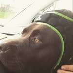 Sonny - @sonny_donovan2008 - Instagram
