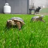 🐢Sonny&Erwin🐢 - @sonny_and_erwin - TikTok
