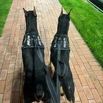 Floyd & Sonny - @dobie_gang_floyd_n_sonny - Instagram