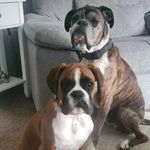 Floyd & Sonny 🐾🐾 - @floydnsonny - Instagram