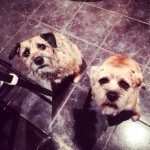 sonny & floyd 🐶💗 - @borderadventures - Instagram