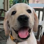 Sonny Boy - @sonny.boy.floyd - Instagram