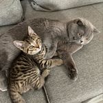 SONNY & FRANK - BKH 🐱 - @sonny_und_frank_bkh - Instagram