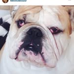 Sonny The Bulldog - @sonny.hunt - Instagram