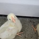 @kyle_sonny_2 - Instagram