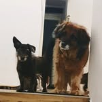 Sonny & Laila 🐾 - @sonny.laila - Instagram