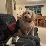 Sonny Macdonald 🐾 - @sonnyb.bunzo - Instagram