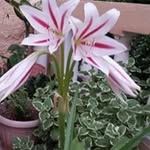 Sonny Nelson - @sonny.nelson.927 - Instagram