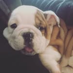 Sonny Nelson - @sonnythedogger - Instagram