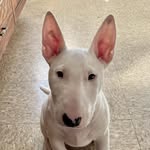 Sonny the Bull…Terrier - @sonny_hugs_strangers - Instagram