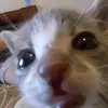 пердеж мамонта - @sonya_ackerman_ - TikTok