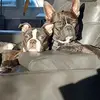 Sonia Bélanger - @sonia.blanger - TikTok