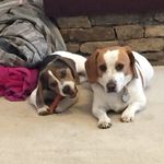 Sonya Bennett - @mightymousenascar - Instagram