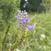 dolbajobyshek - @sonya_linberg - TikTok
