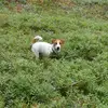 ❤Сонечка❤🐶🐩 - @_sonya_the_best - TikTok