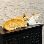 Billu (Guddu/Sona) - @billu__theorangecat - Instagram