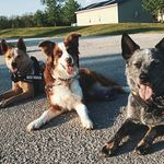 Sonya•Boone•Nova - @wigglebutt_trio - Instagram