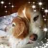 Sonia Cohen - @sonia.cohen2 - TikTok