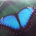 Sonya Cohen - Facebook
