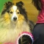 Sonia Constable - @sheltiesonia - Instagram