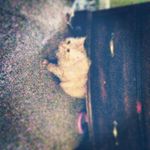 sonia delaney gacharna - @bunnydiy12 - Instagram