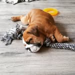 Sonya - @sonya_englishbulldog - Instagram