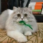 Sonya Erickson - @felisophic - Instagram