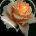 Sonya Goetze - Facebook
