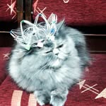 Sonya🐈❤🌟❤ - @sonya_gray_victoria - Instagram