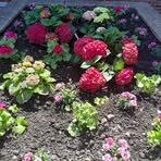 Sonya Hammill - Facebook