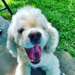 Sonya Herrera - @mambos_mom - Instagram