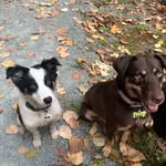 Sonya, Hudson, Ducky and Salem 🪽🪽 - @brainsandbirddogs - Instagram