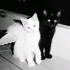 сонькаˆ𐃷ˆ - @sonyahuffman0 - TikTok