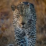 Sonya Kelly - @ladyleoparddesigns - Instagram