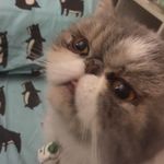 Sonya Luna 💜 - @sonyadacat - Instagram