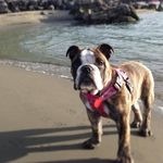 Sonya MacDonald - @bellabono_bulldogsnz_ - Instagram