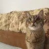 sonyamaysa - @sonyamaysa - TikTok